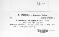 Puccinia convolvuli image